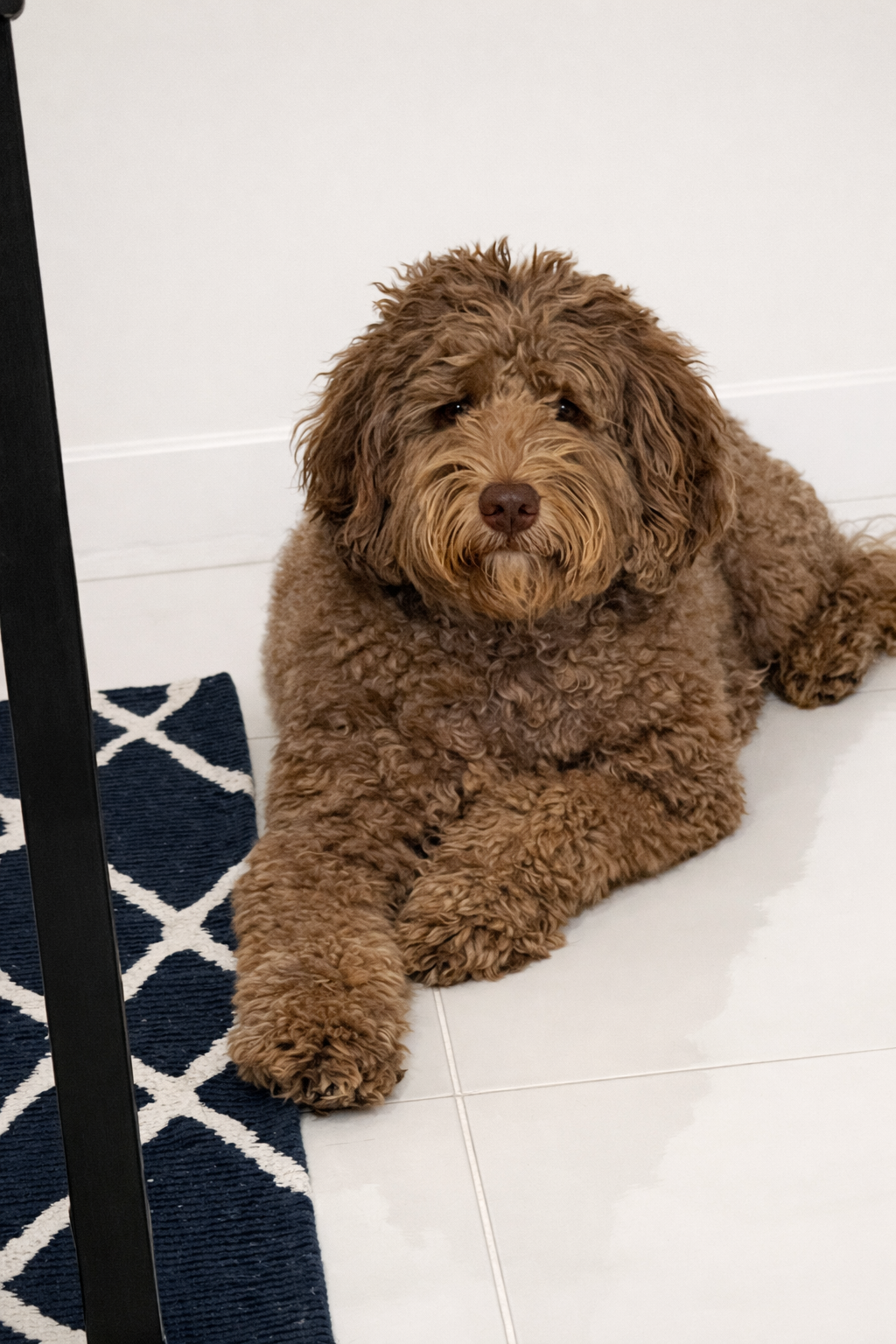 levi pet paws magazine